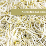 Kiełki domowa uprawa