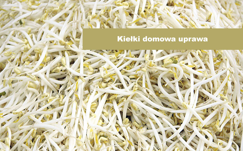 kiełki, uprawa kiełków, cenne wartości odżywcze, witaminy, minerały , mikroelementy, profilaktyka